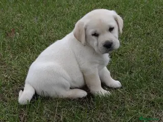 Labrador Retriever dogs Brilliant male Labrador retriever needs a new home in Cardiff - Advert 1