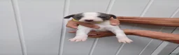 Whippet dogs for sale: Whippet Puppies - Advert 11