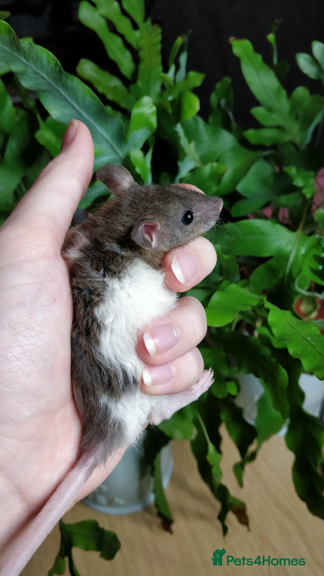 Rat rodents for sale: Lovely Fancy Rat Babies 🐀 - Advert 7