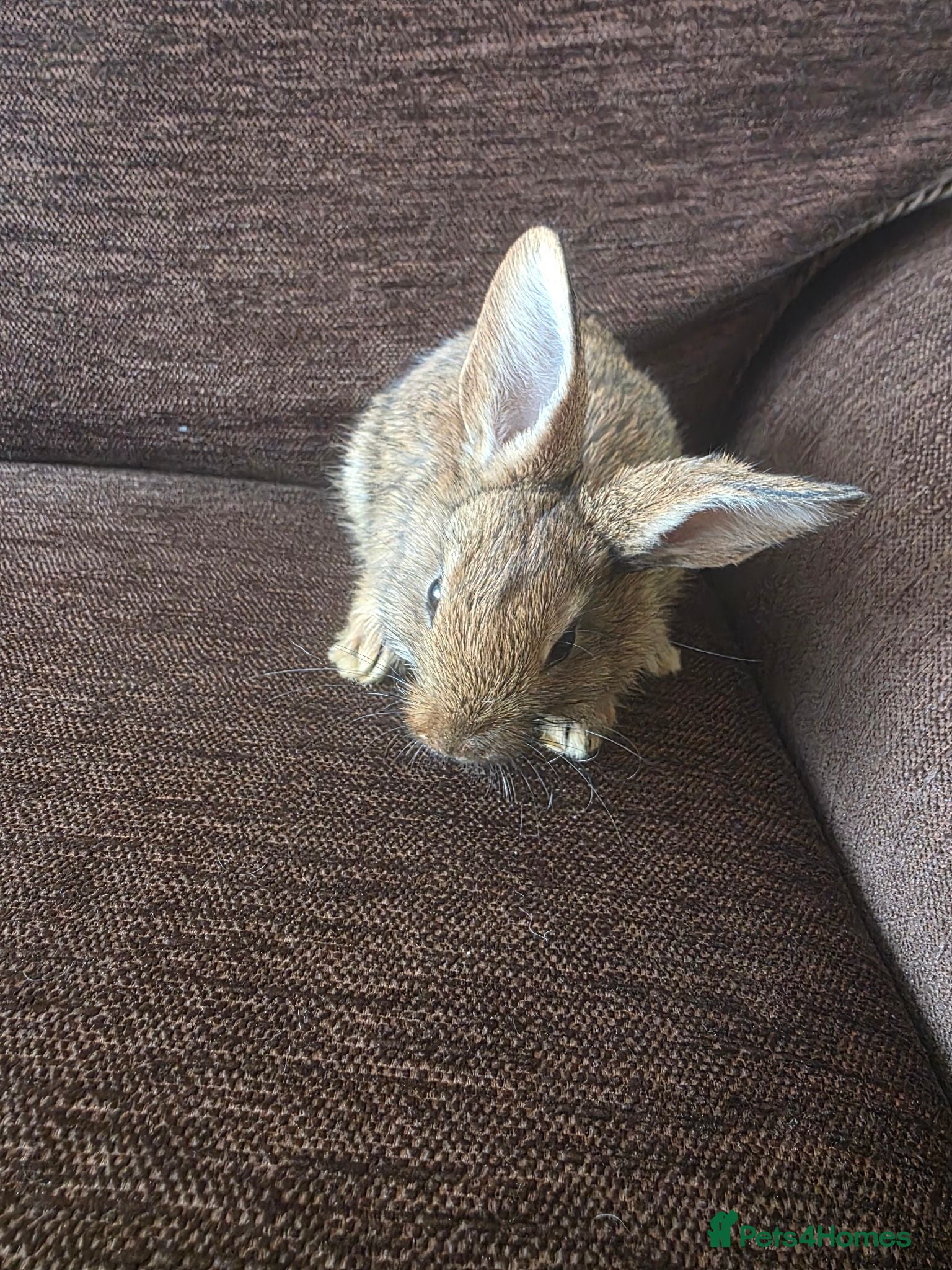 Mixed Breed rabbits Wee Rabbits - Advert 3