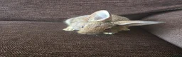 Mixed Breed rabbits for sale: Wee Rabbits in Ballymena - Advert 1