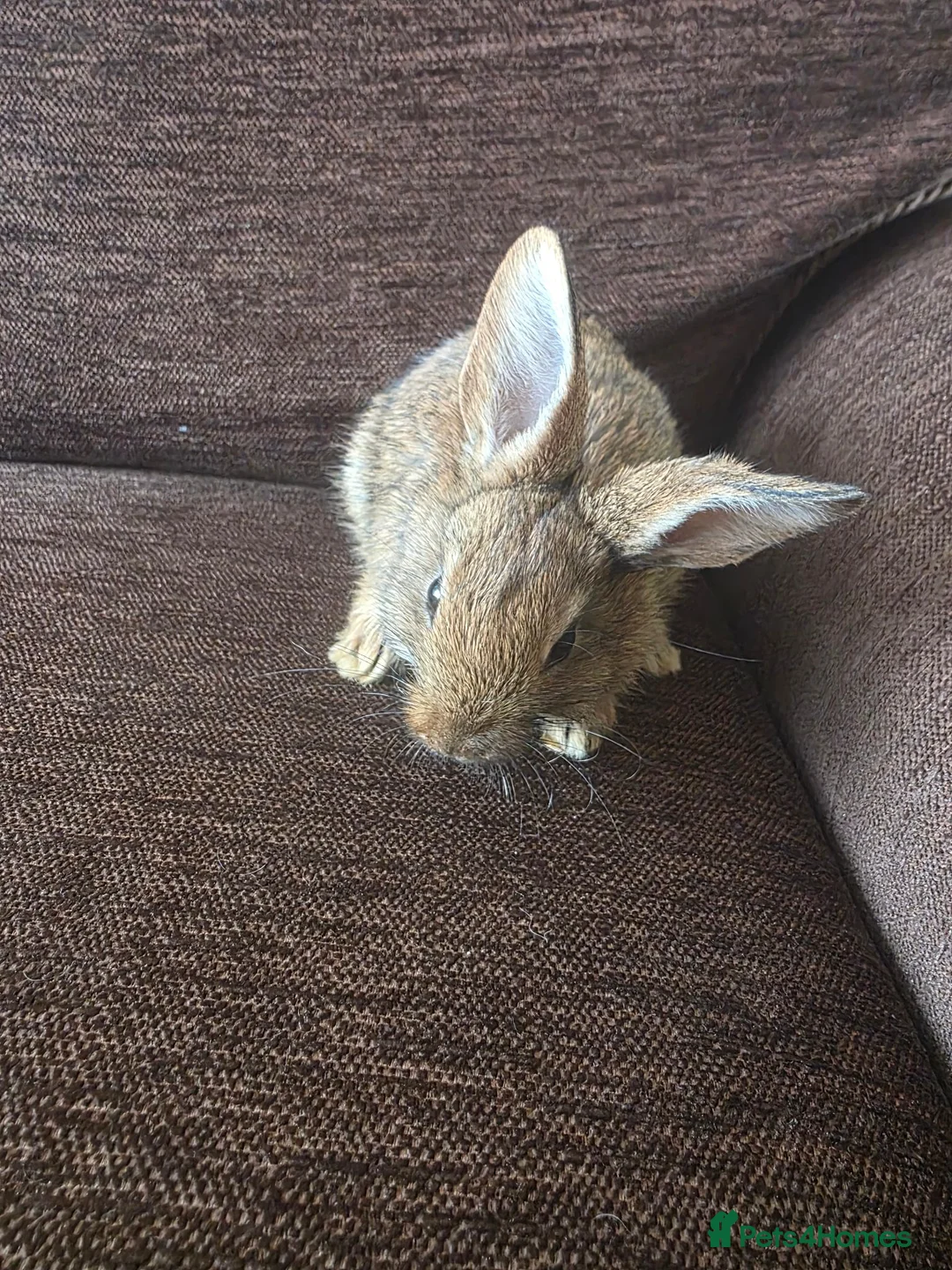 Mixed Breed rabbits for sale: Wee Rabbits in Ballymena - Advert 1
