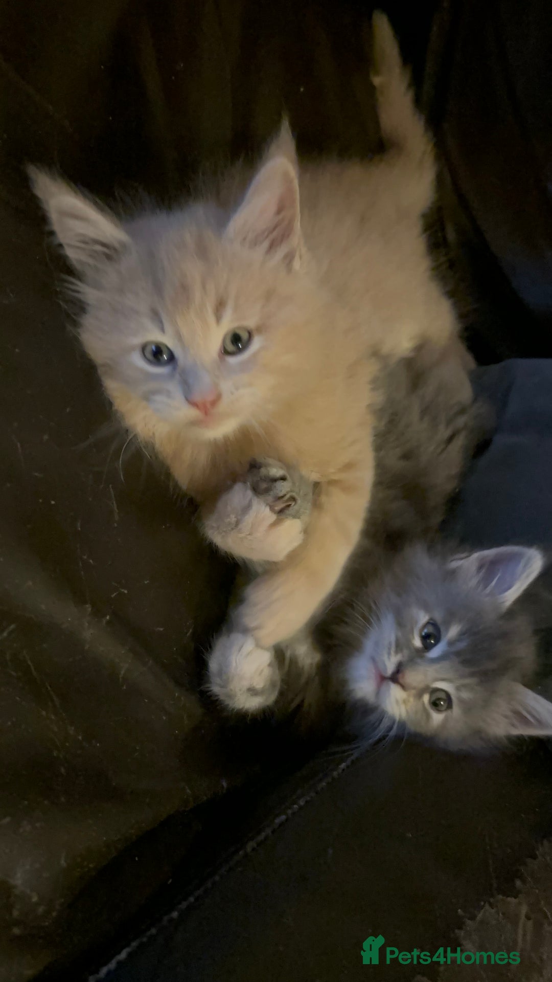 Maine Coon cats for sale: Maine coon pedigree Tica registered kittens  - Advert 11