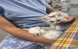 Persian cats for sale: Lovely Persian cats  - Image 27