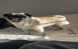 Pug dogs for sale: STOLEN PUG OZZIE  - Image 5