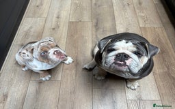 English Bulldog dogs for sale: English Bulldog pup C1 carries fluffy & curly coat - Image 8
