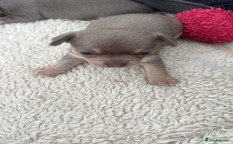 Chihuahua dogs - Advert 4