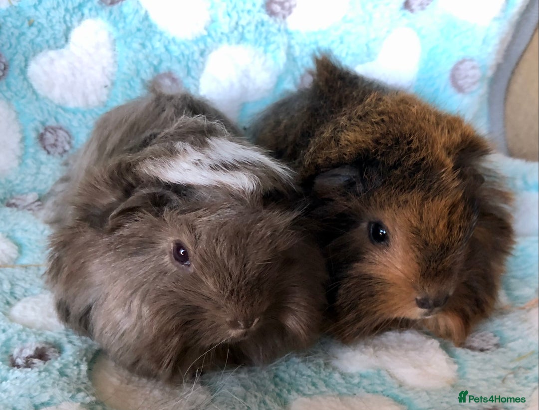 Guinea Pig rodents for sale: Baby longhaired Peruvian boys - Advert 5