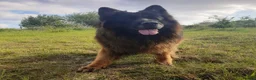 German Shepherd dogs for sale: German Shepherd looking for a loving forever home - Advert 1