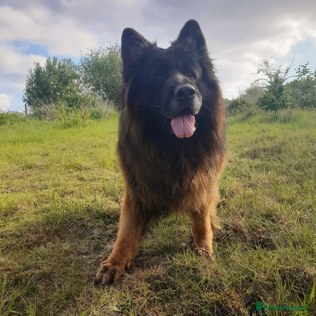 German Shepherd dogs for sale: German Shepherd looking for a loving forever home - Advert 1