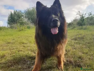 German Shepherd dogs German Shepherd looking for a loving forever home - Advert 1