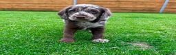 Labradoodle dogs for sale: Chocolate & chocolate Merle Babies 🐾🐾🐾 - Advert 16