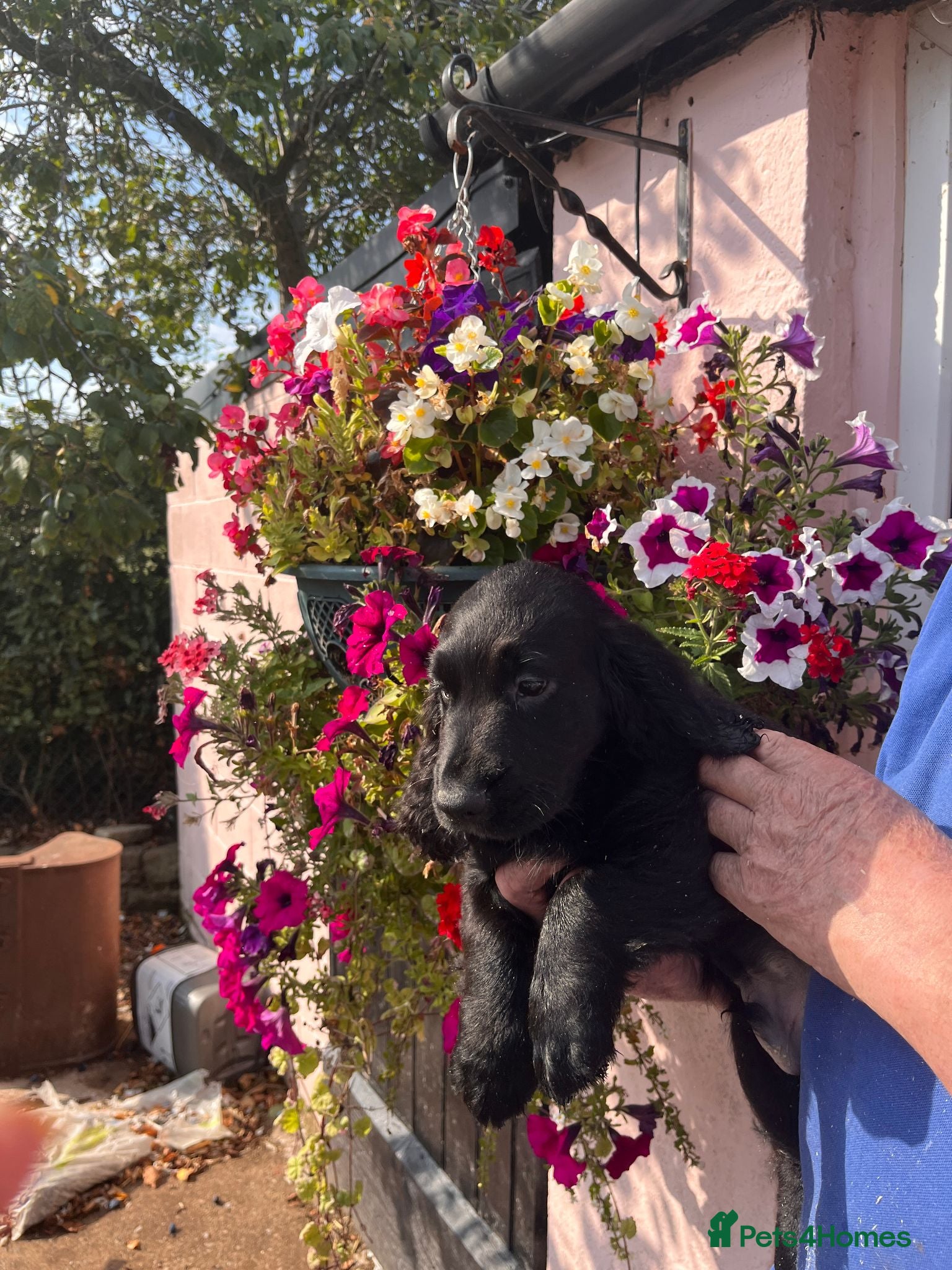 Cocker Spaniel dogs working cocker spanial pups for sale - Advert 2