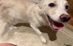 Mixed Breed dogs for adoption: Charlotte  - Image 1