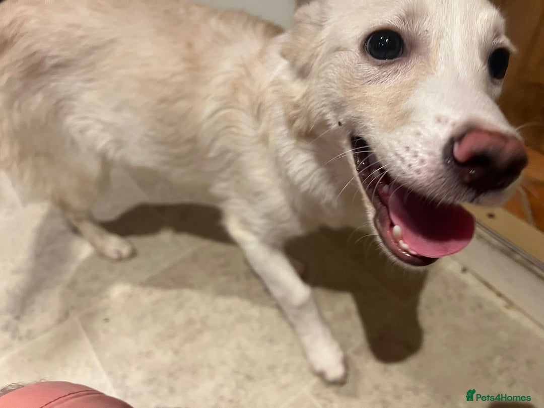 Mixed Breed dogs for adoption: Charlotte  - Image 1