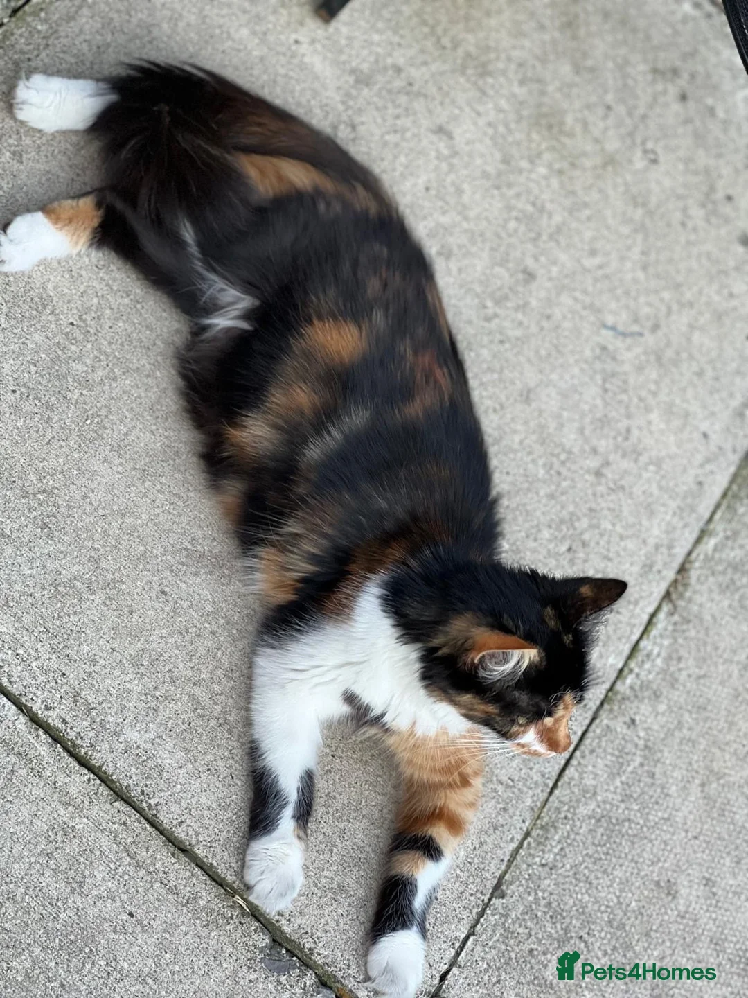 Mixed Breed cats for sale: 5 beautiful kittens  - Advert 6