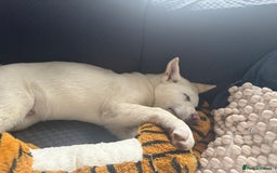 Japanese Akita Inu dogs for sale: White Japanese Akita Male  - Image 3