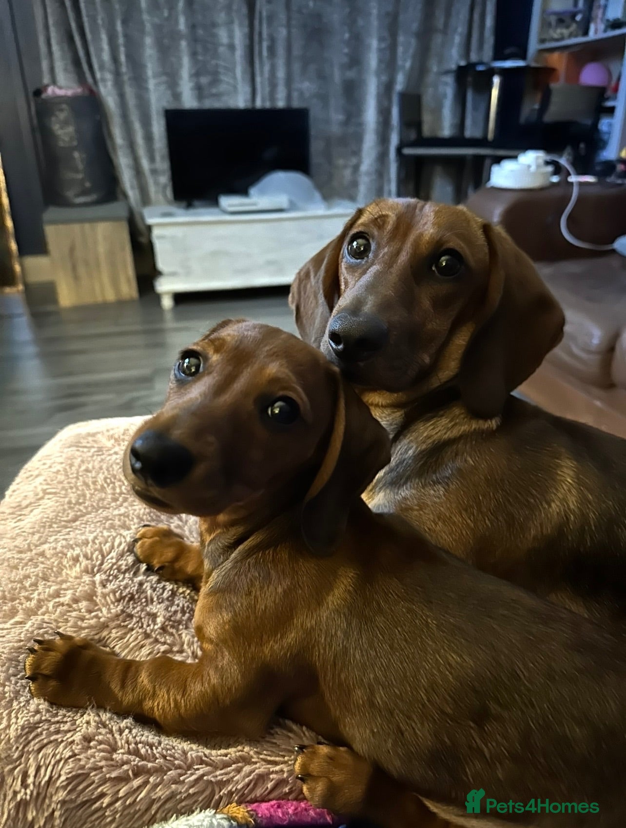 Dachshund dogs 2 dachshund puppies  - Advert 1