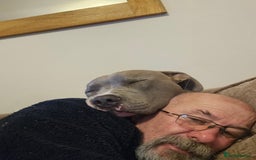 American Bull Staffy dogs for sale: American bull terrier  - Image 3