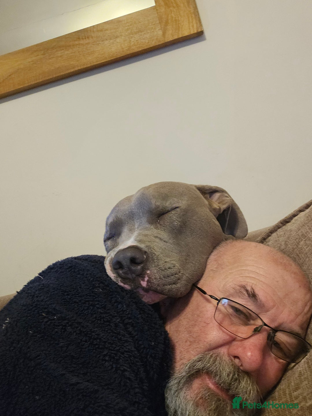 American Bull Staffy dogs for sale: American bull terrier  - Image 3