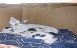 Mixed Breed cats for sale: Kittens  - Image 6