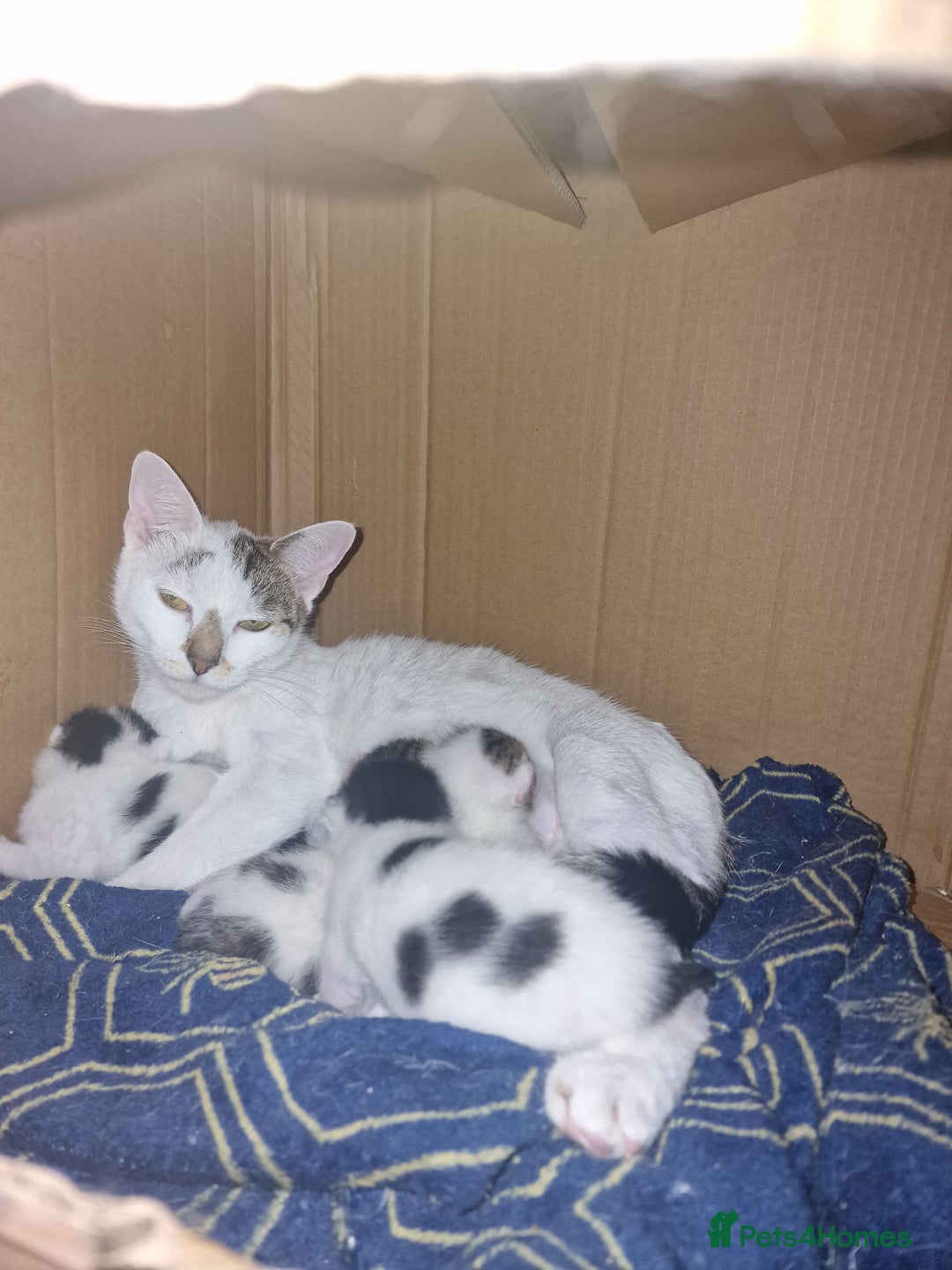 Mixed Breed cats for sale: Kittens  - Image 6
