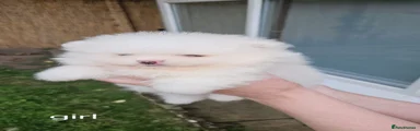 Pomeranian 3