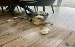 Bernedoodle dogs for sale: Curtabemdoodles Bernedoodles  - Image 4