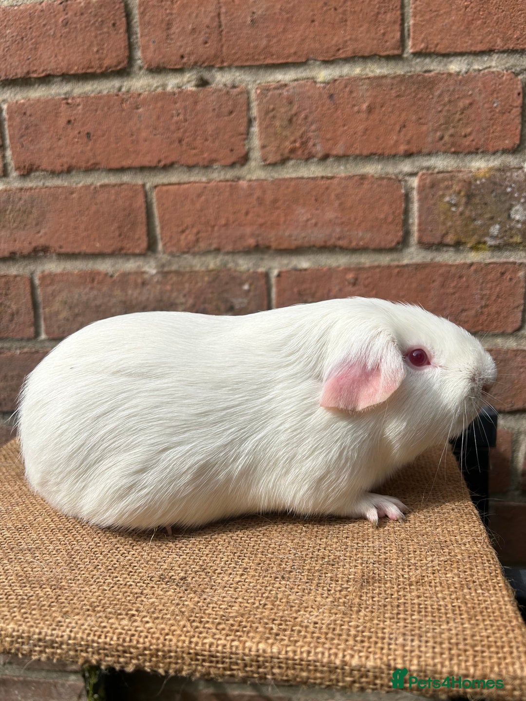 Guinea Pig rodents for sale: Beautiful boars! - Image 5