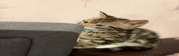 Savannah cats for sale: savannah/maine coon tabby mix kittens  - Advert 3