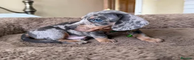 Miniature Dachshund Puppy 1