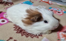 Guinea Pig rodents for sale: Two Stunning Sheltie Sows - Image 30