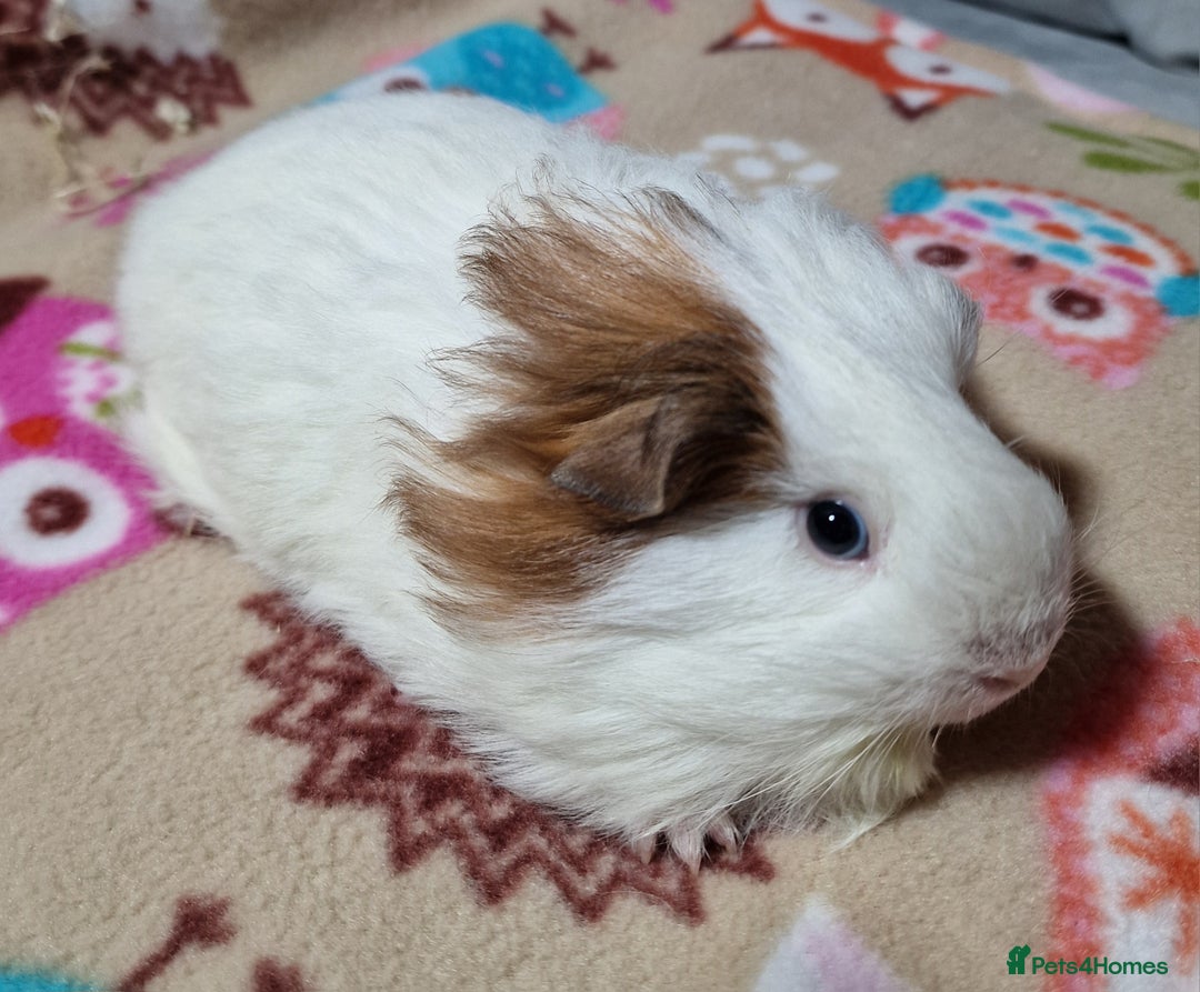 Guinea Pig rodents for sale: Two Stunning Sheltie Sows - Image 30