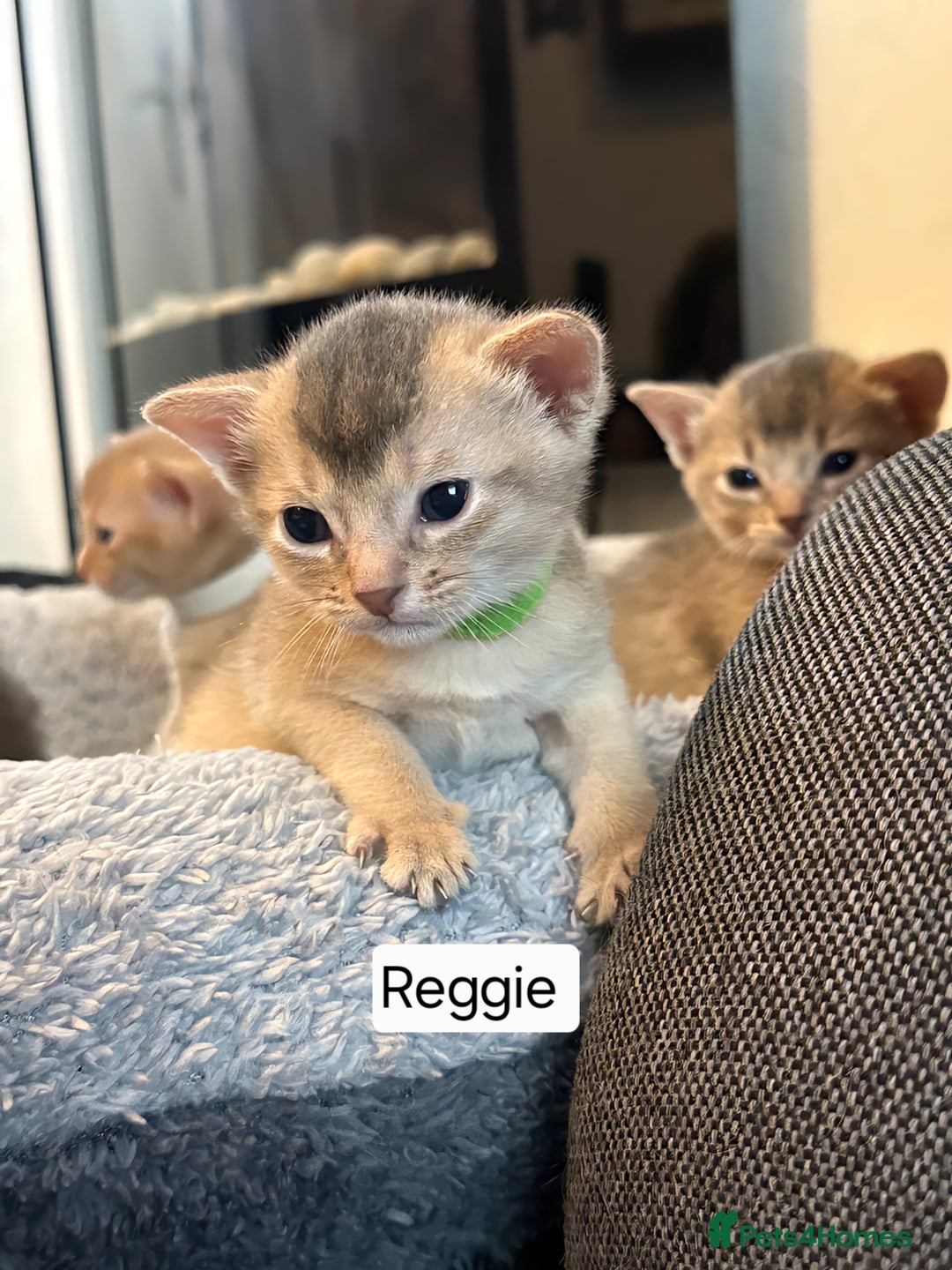 Abyssinian cats for sale: Abyssinian kittens for sale - Image 4