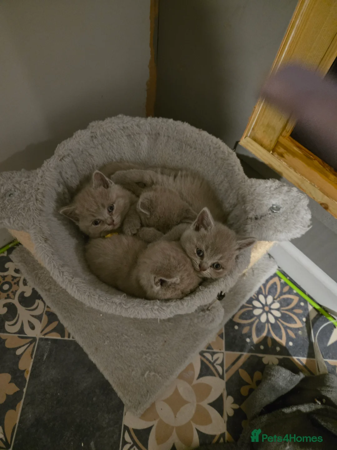 British Shorthair cats for sale: British short hair kittens  - Advert 10