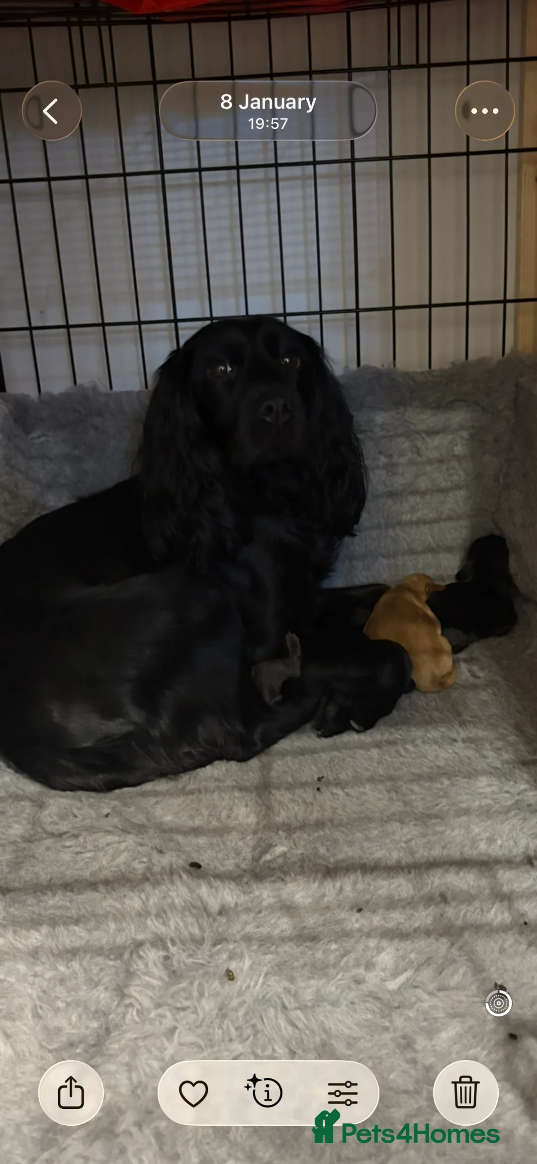 Cocker Spaniel dogs for sale: Working cocker spaniels. Fantastic pedigree  - Advert 10