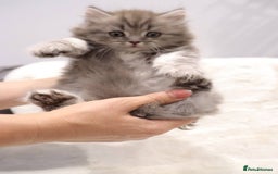 British Shorthair cats for sale: Champion Bloodlines BSH kittens  - Image 7