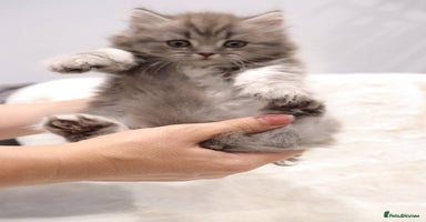 British Shorthair cats - Advert 9