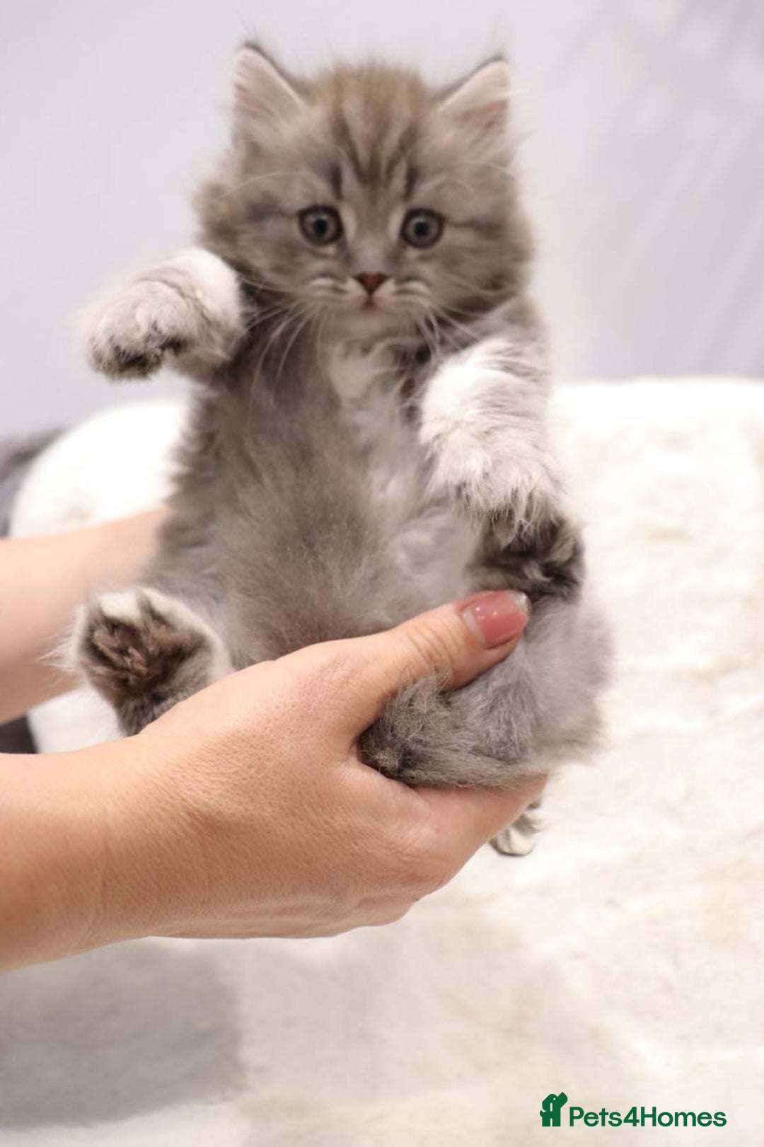 British Shorthair cats for sale: Champion Bloodlines BSH kittens  - Image 7