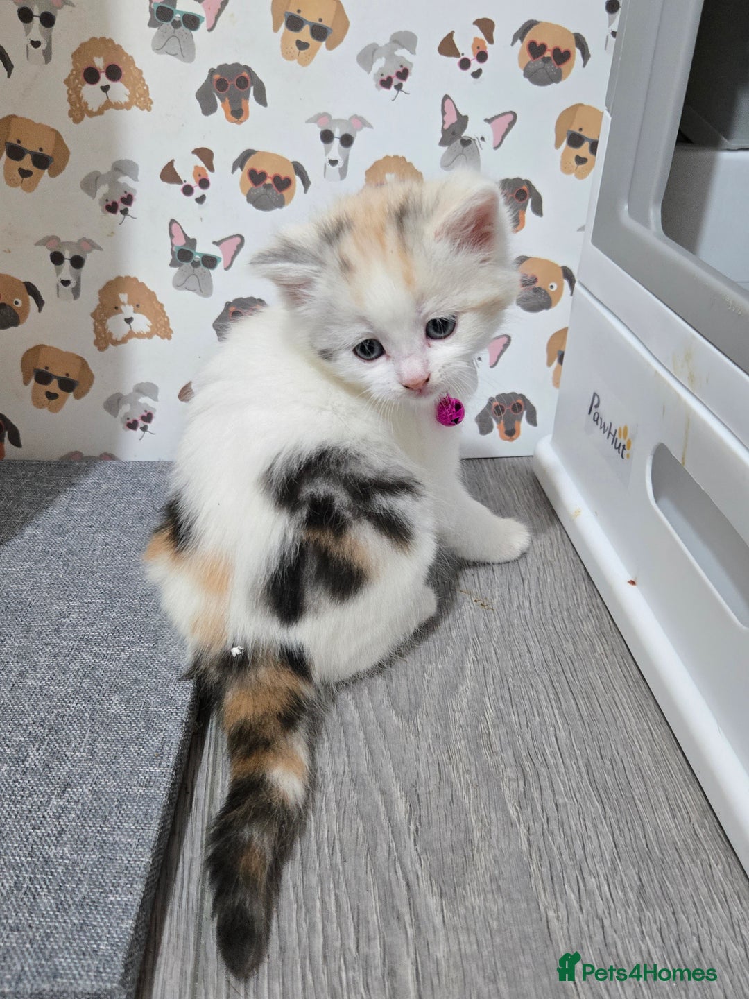 Brazilian Shorthair cats for sale: British shorthair x Persian  - Advert 27