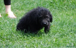 Mixed Breed dogs for sale: F1 Shepadoodle Puppies in Boston - Image 22