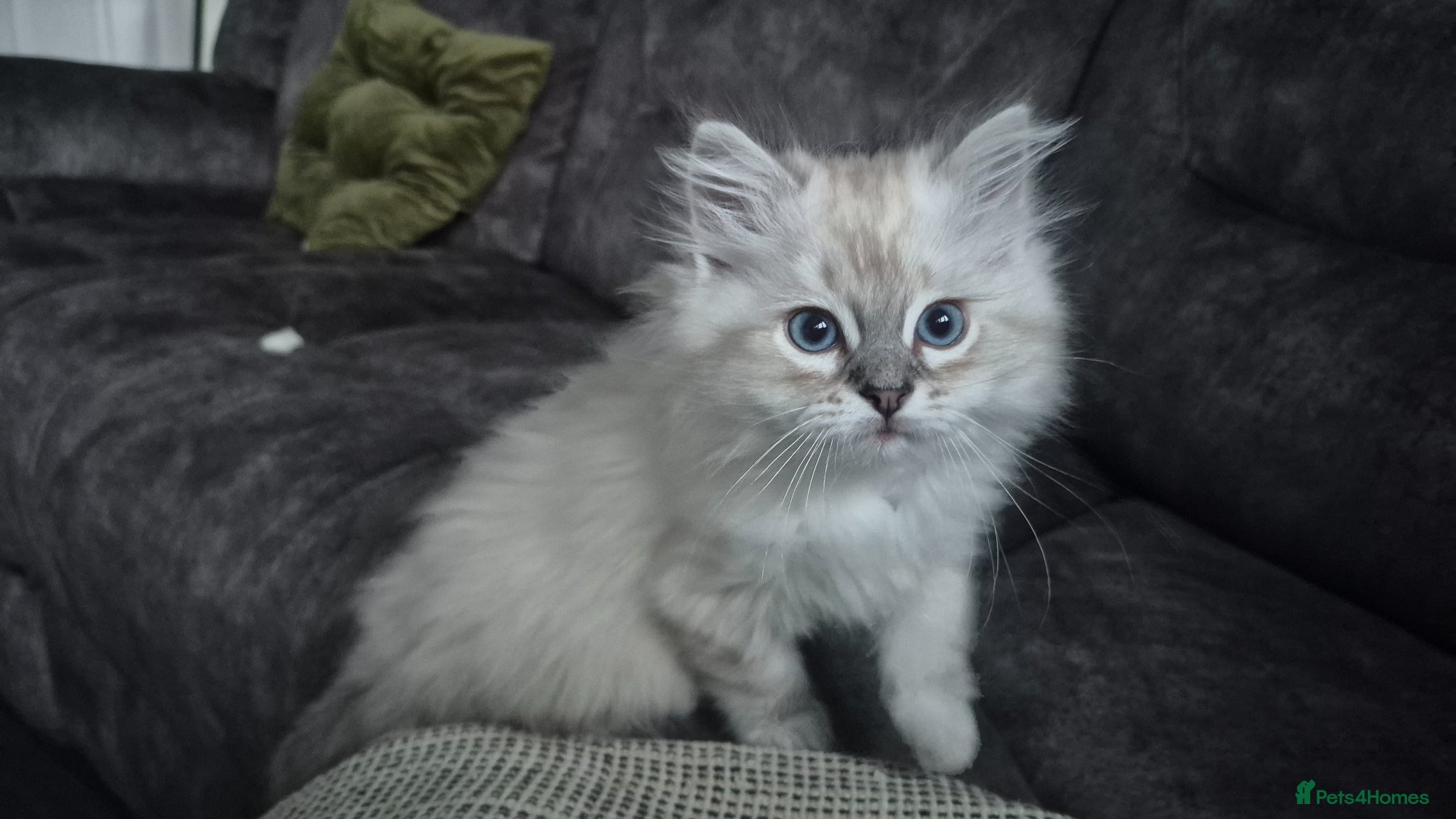 Ragdoll cats 3 beautiful Ragdoll kittens-Ready to Leave Mum Now - Advert 10