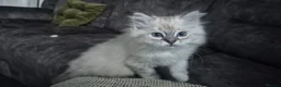 Ragdoll cats for sale: 3 beautiful Ragdoll kittens-Ready to Leave Mum Now - Advert 1