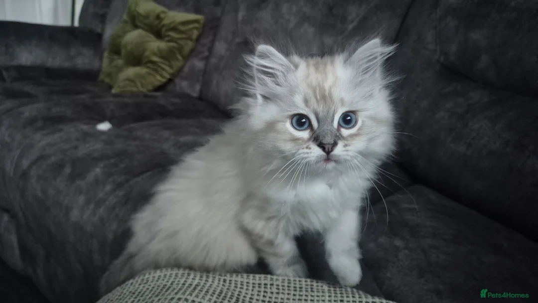 Ragdoll cats for sale: 3 beautiful Ragdoll kittens-Ready to Leave Mum Now - Advert 1