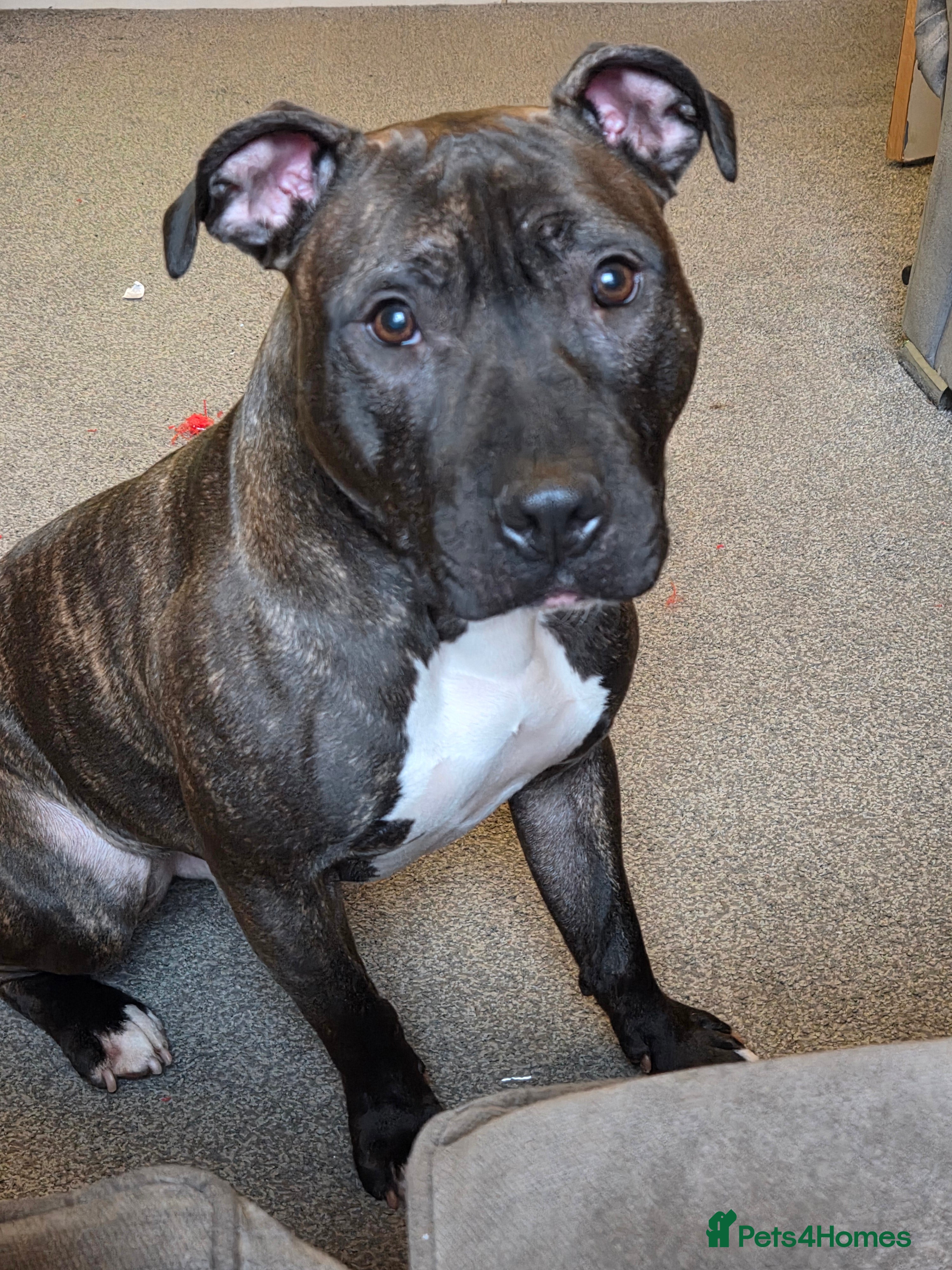 Staffordshire Bull Terrier dogs Reggie: Loyal Family Dog - Advert 6