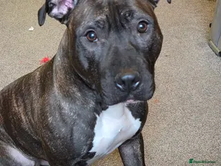 Staffordshire Bull Terrier dogs Reggie: Loyal Family Dog - Advert 6