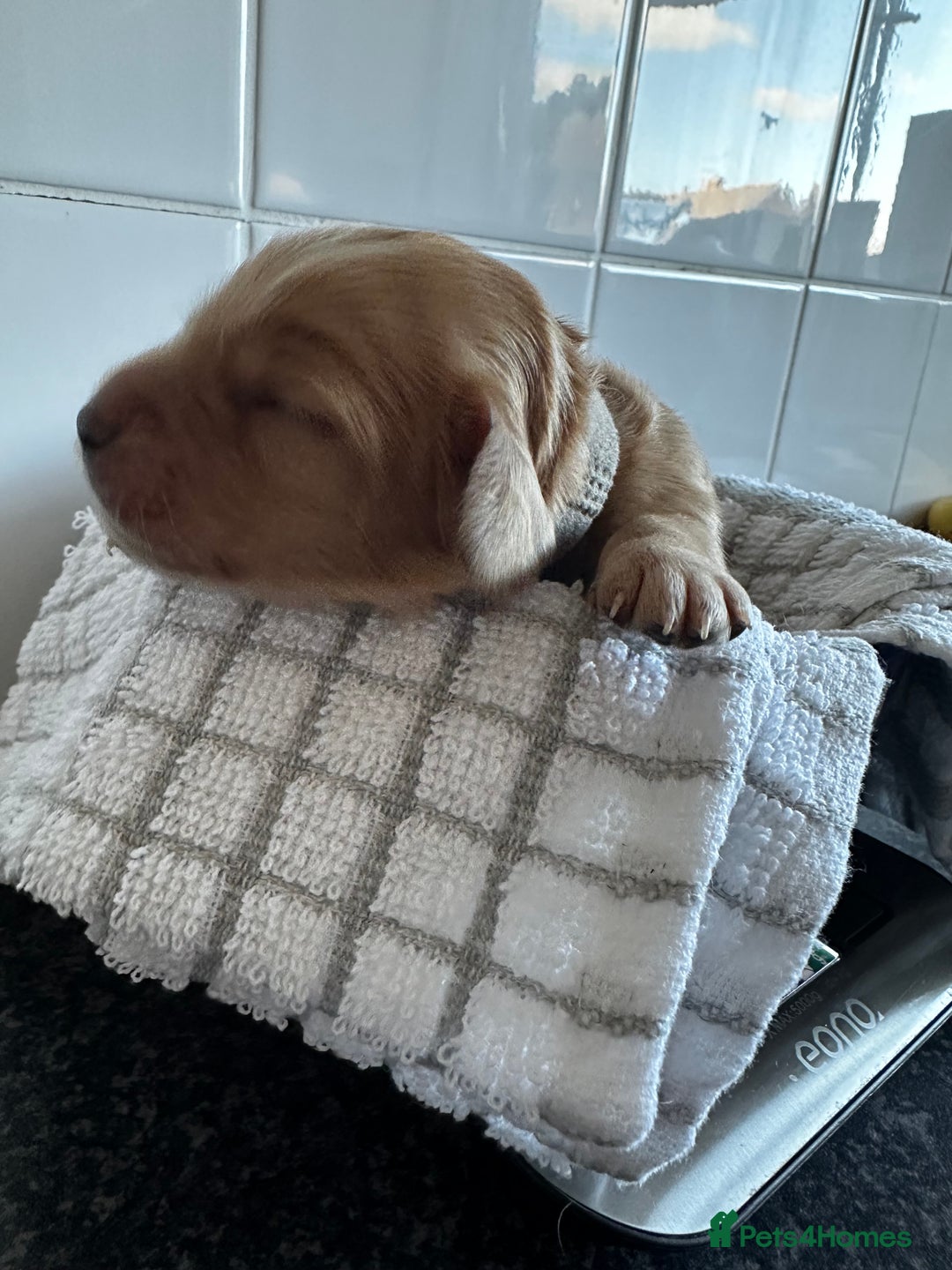 Cockapoo dogs for sale: Red & Apricot Cockapoo puppies  - Advert 13