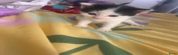 Mixed Breed cats for sale: 5 gorgeous kittens for sale - Advert 12