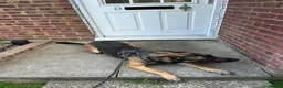 Belgian Shepherd Dog dogs for sale: Luna, belgian shepherd malinois looking for home - Advert 4