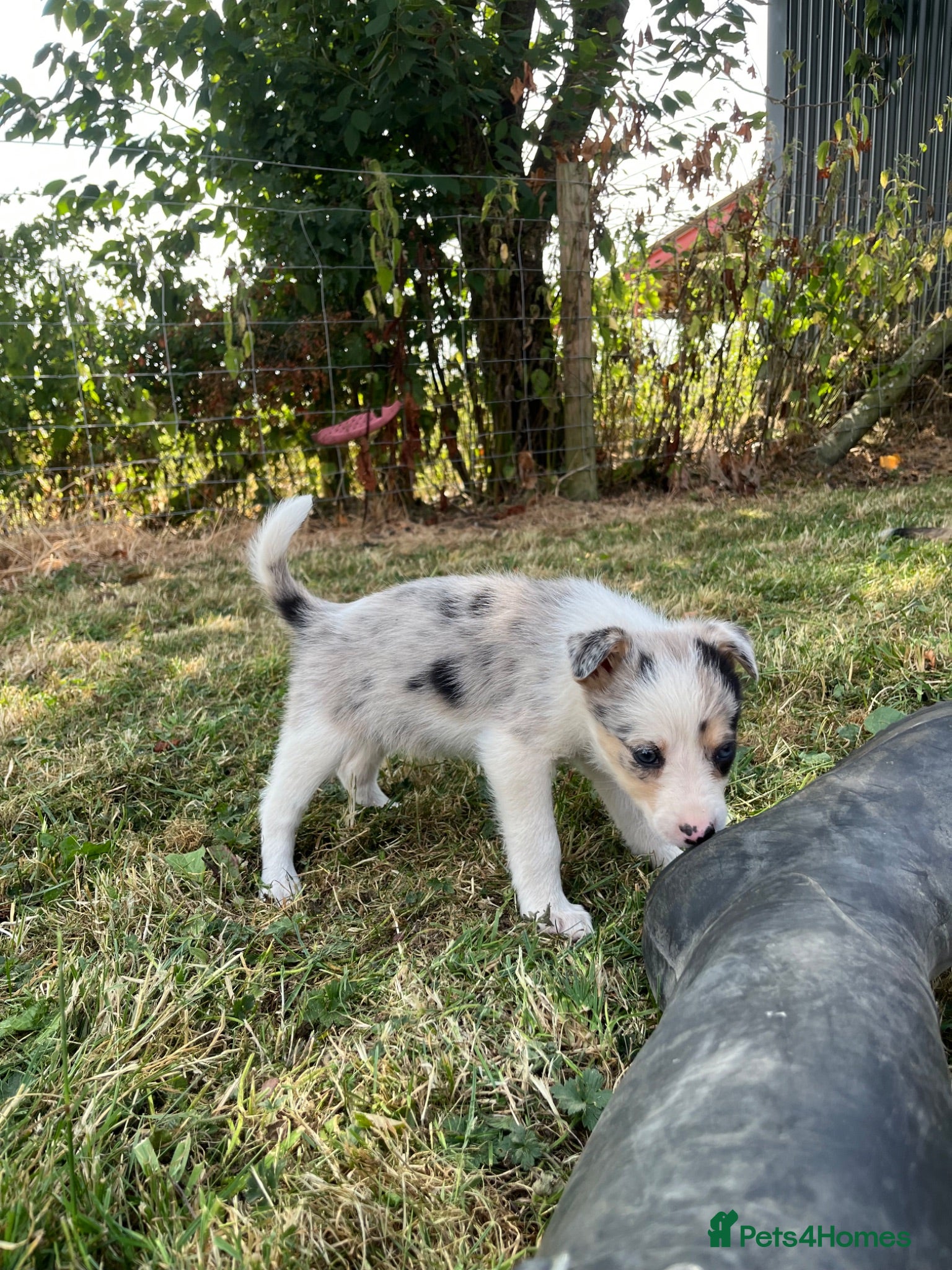 Border Collie dogs Merle collies for sale 👀 - Advert 1
